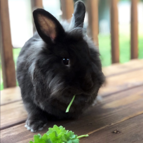 Meet your Posher, Brianna - Picture 5 of 5